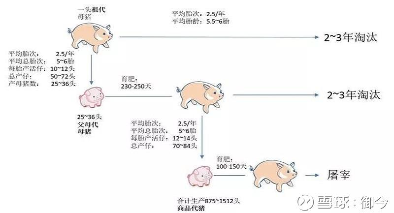 猪的饲养周期