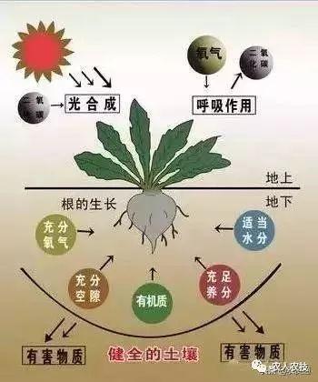 环境因素对农作物生长的影响