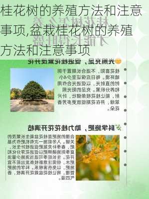 桂花树的养殖方法和注意事项,盆栽桂花树的养殖方法和注意事项