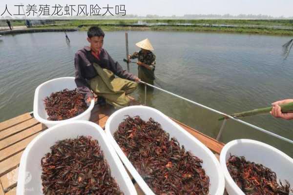 人工养殖龙虾风险大吗